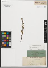 Foto von Salix purpurea L.